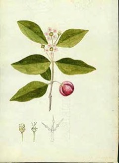 Malpighia emarginata Acerola, Barbados Cherry